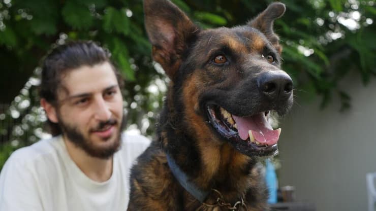 הנרי (צילום: תנו לחיות לחיות ) הנרי