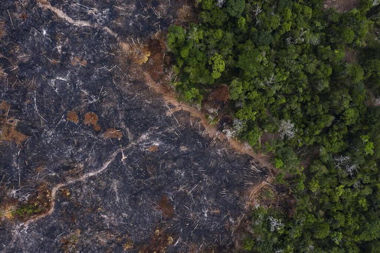 אובדן שטח יערות טרופיים