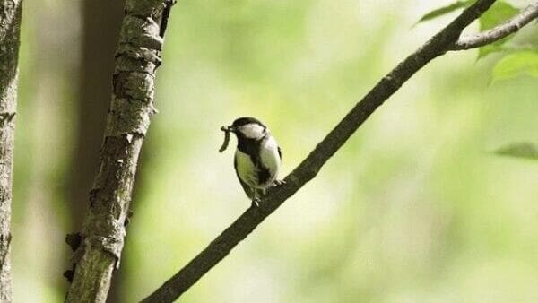 סימנים של ירגזי