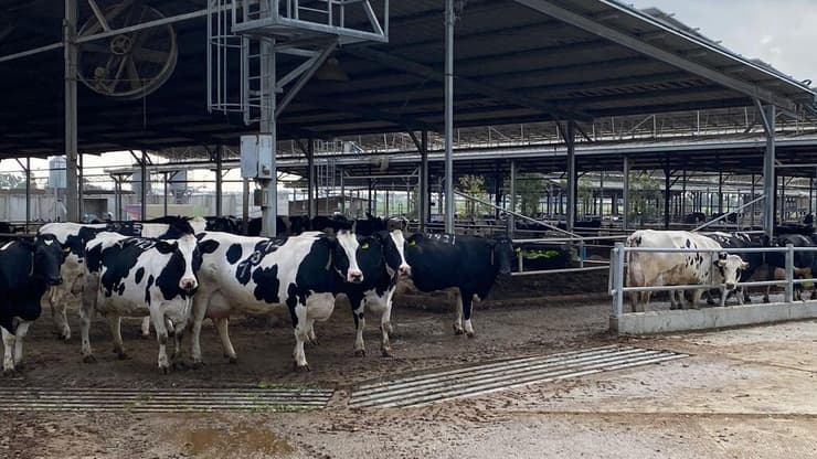 הרפת בניר יצחק