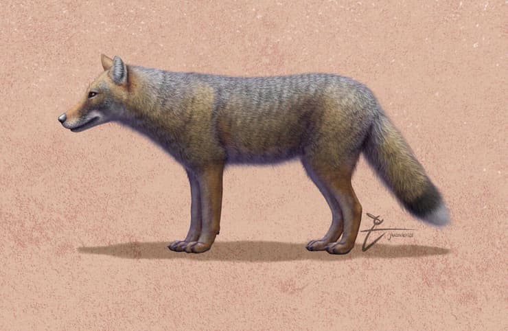 השועל הזאבי ממין Dusicyon avus
