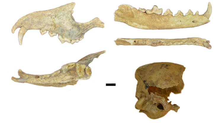 עצמות השועל הזאבי ממין Dusicyon avus שהתגלו באתר הקבורה בארגנטינה