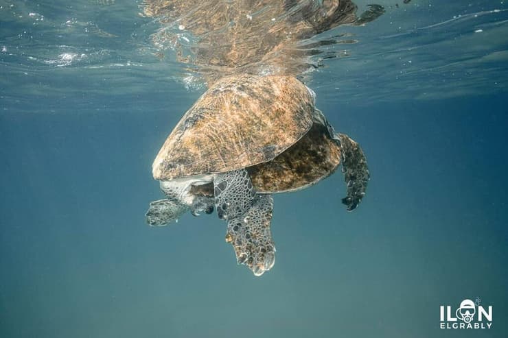 צבי ים ירוקים בעונה קודמת