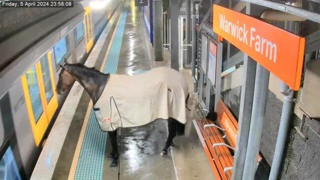 אוסטרליה סוס נכנס ל רכבת