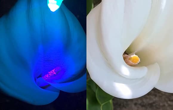 קלה בצילום במצלמה רגילה באור רגיל ביום (ימין) ובתאורת UV בלילה (משמאל). שימו לב לגרגירי האבקה שעל העמוד המרכזי בפרח, הם ממש זוהרים באור UV 
