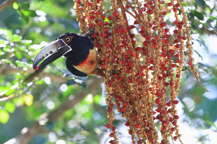 טוקן מוכתם-חזה (Pteroglossus torquatus), בין הציפורים הבודדות שיכולות לפזר צמחים בעלי זרעים גדולים ולמלא תפקיד מפתח בשיקום יערות במרכז ודרום אמריקה
