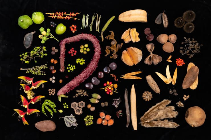פירות וזרעים שנאכלים ומופצים על ידי ציפורי בר טרופיות, שממלאות תפקיד מפתח במערכות אקולוגיות של יערות טרופיים