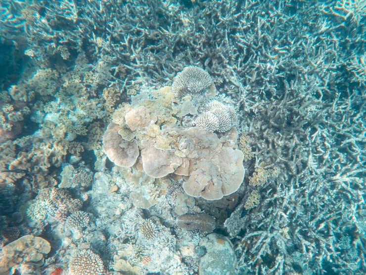 שונית אלמוגים ש"הולבנה"