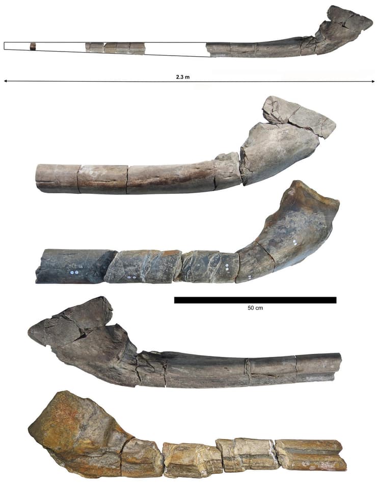 עצם הלסת הענקית אותה גילו ג'סטין ורובי ריינולדס (בהשוואה לעצם הלסת אותה גילה פול דה לה סאל ב-2016, שנחקרה ב-2018)