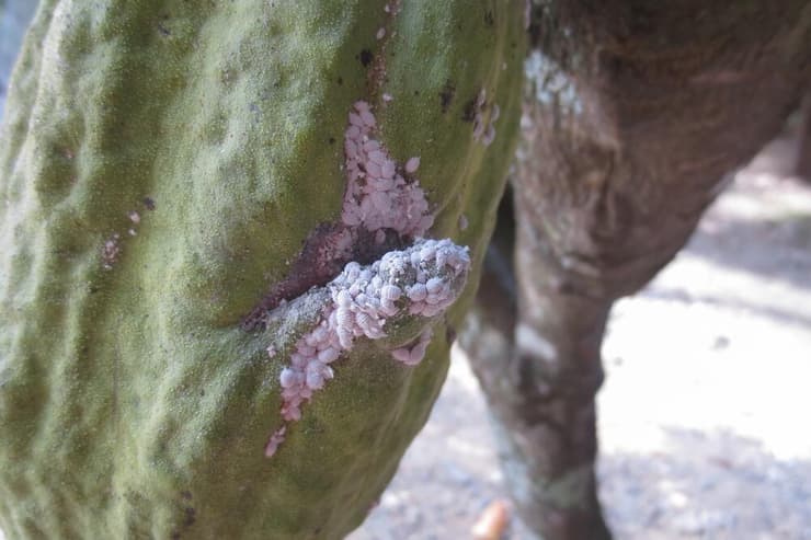 תרמיל קקאו שנפגע כתוצאה מחרקים קמחיתיים