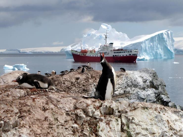 מושבת פינגווינים באנטארקטיקה