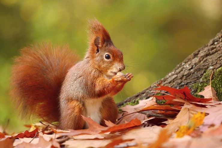 סנאי אדום (צילום: Shutterstock) סנאי אדום