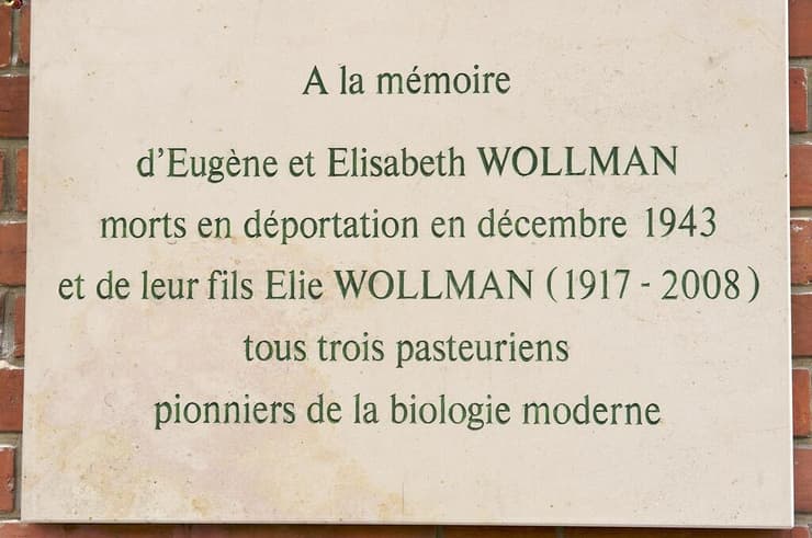 "שלושה חלוצים של הביולוגיה המודרנית", לוח זיכרון במכון פסטר בפריז, המנציח את יוג'ין ואליזבת וולמן, ואת בנם אלי וולמן 
