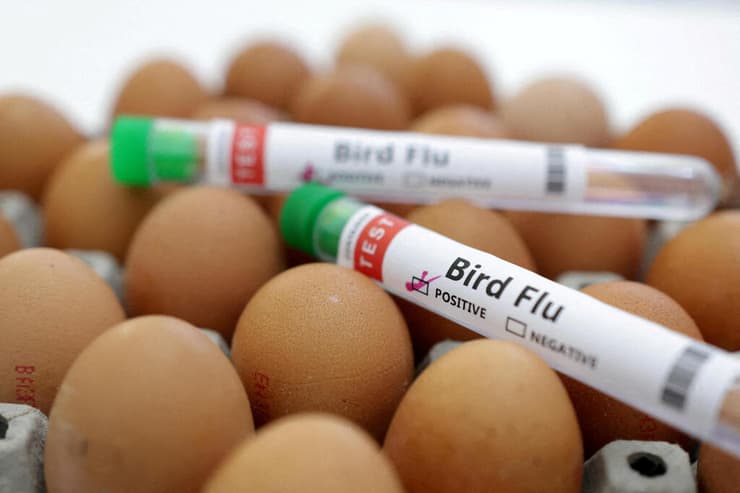 שפעת העופות פגיעה במשקי ביצים