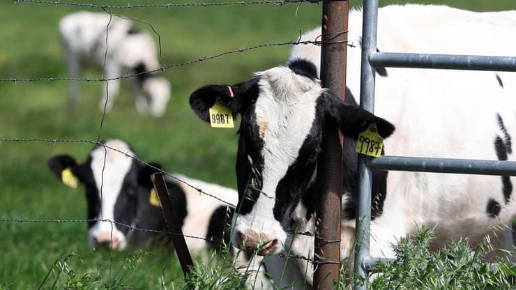 פרות עדרי בקר קליפורניה ארה"ב התפשטות שפעת העופות