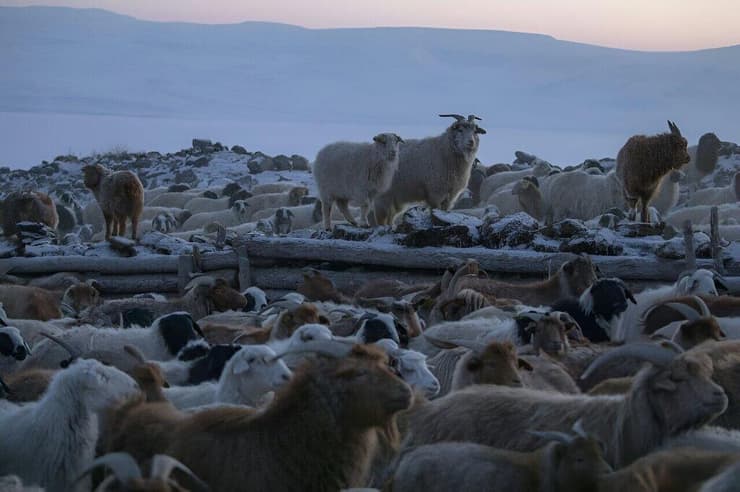 הביקוש הגואה לקשמיר בחו"ל גרם לגודל אוכלוסיית בעלי החיים המבויתים של מונגוליה להשתלש מאז 1990