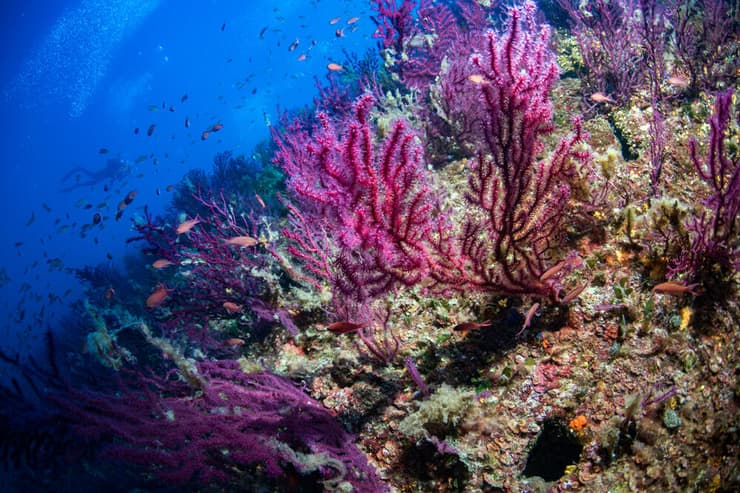 שונית אלמוגים משגשגת באיטליה