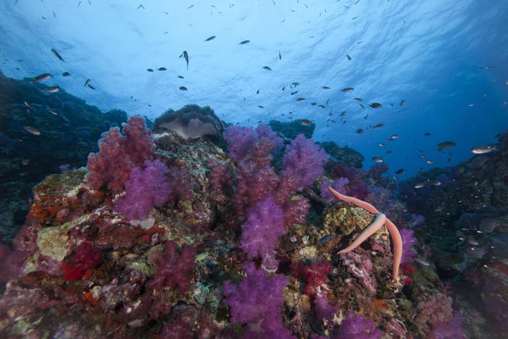 שונית אלמוגים משגשגת באזור ימי מוגן בתאילנד