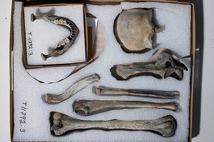 שרידי עצמותיו של האיש מהאי היטרה בנורבגיה