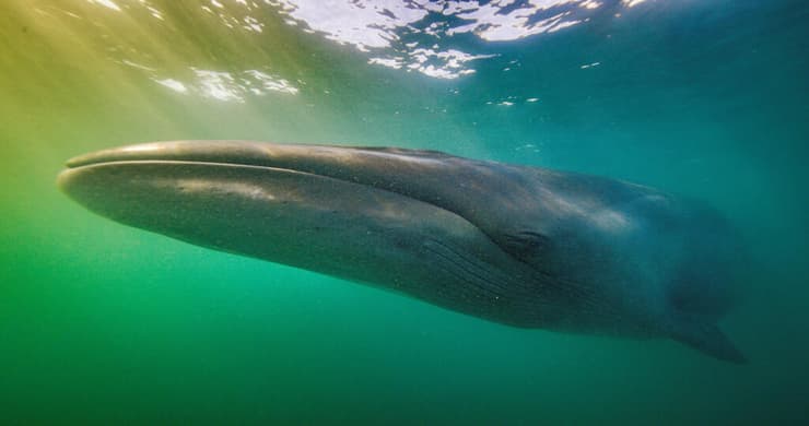 הלווייתן שחזר אחרי 100 שנה 
