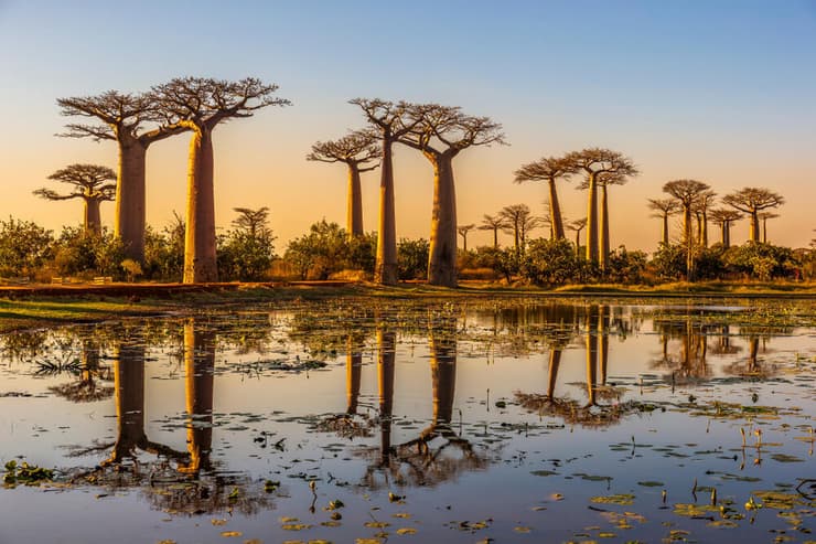 עצי באובב במדגסקר