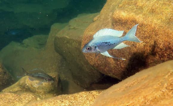 חששן במיוחד ופחות נוטה לחקור את סביבתו. דג מהמין Ophthalmotilapia ventralis | מקור: University of Basel, Adrian Indermaur