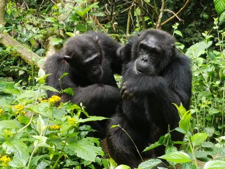 אוגנדה היא אחד המקומות האחרונים בהם ניתן לראות שימפנזים בטבע.