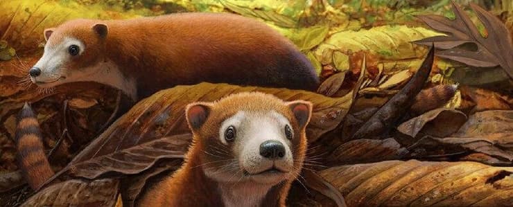 בעל החיים הקדום, שחי לפני כ-65 מיליון שנה