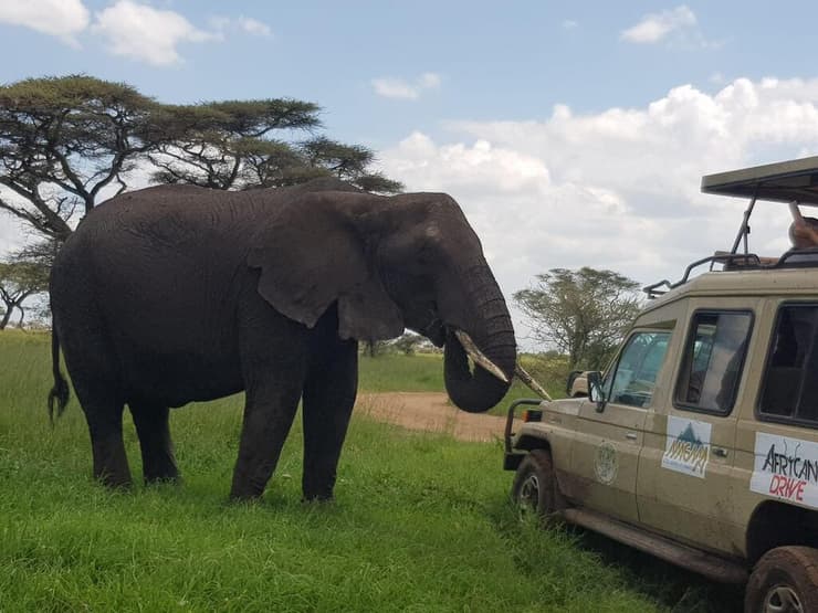 מסע אפריקן דרייב – כשפיל מגיע לבקר