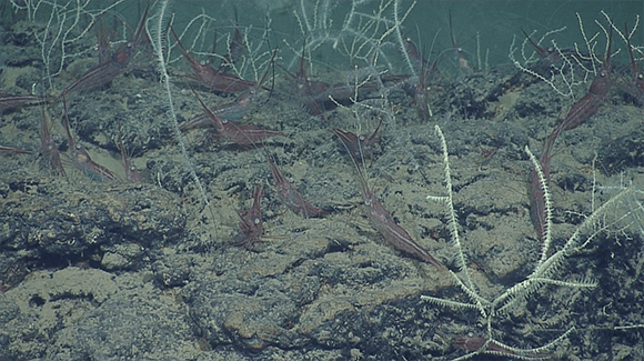 אלמוגי עומק וביניהם חסילונים. הפרעת פלמחים 