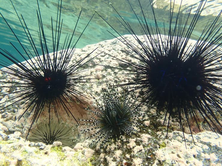 ארבעה מיני קיפודי ים בריאים באי ראוניון