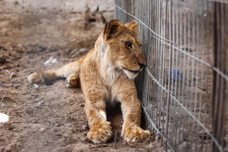 רוב בעלי החיים פונו מרפיח, פרט לשלושה אריות גדולים