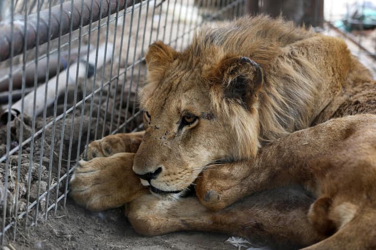 אריה מגן החיות ברפיח שפונה לחאן יונס