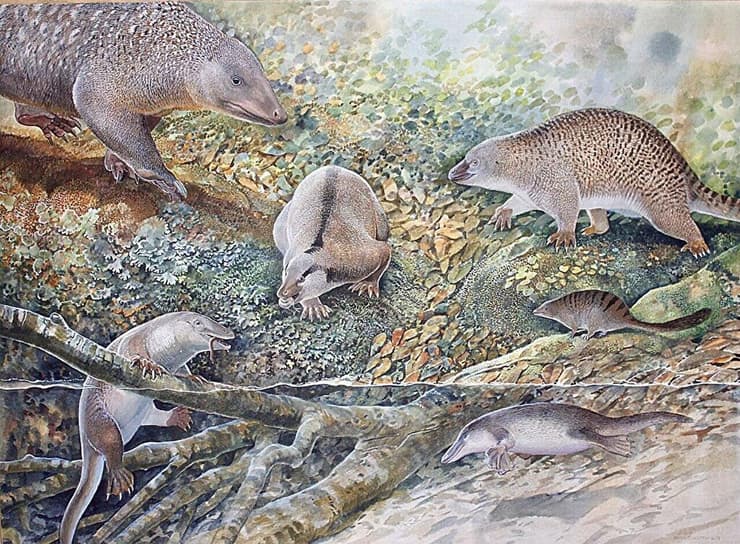 שישה מינים של יונקי הביב, שחיו באותו מקום ובאותו זמן, לפני 100 מיליון שנה בעיירה לייטנינג רידג' שבמערב מדינת ניו סאות' ויילס באוסטרליה