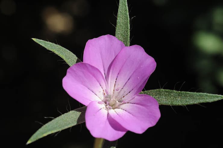 אגרוסטמת השדות, צמח בסכנת הכחדה שהתמעט מאוד כתוצאה ממעבר מחקלאות מסורתית לחקלאות מודרנית