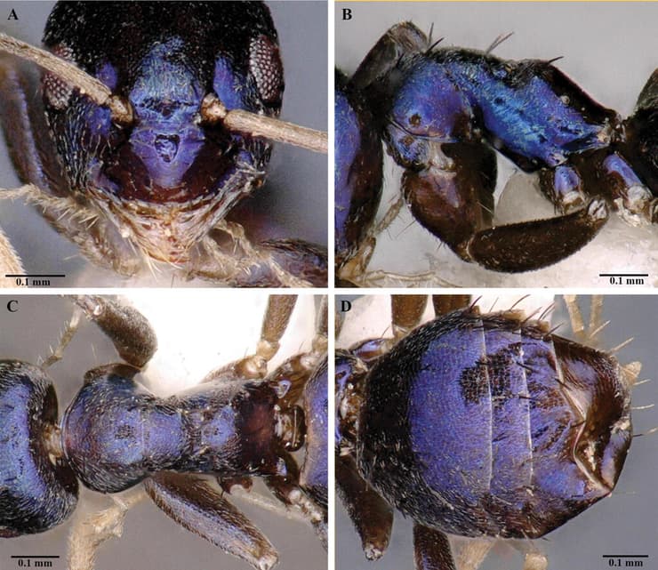 צילומי תקריב של הנמלה הכחולה הנדירה Paraparatrechina neela