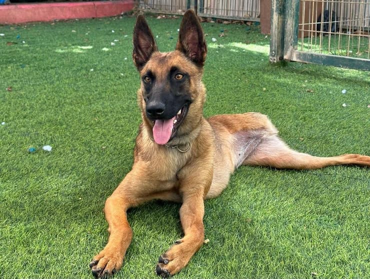 פוקהונטס (צילום: חבר לי) פוקהונטס