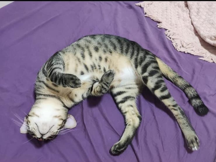 מנומר (צילום: כפר סבא ורעננה אוהבות חיות) מנומר