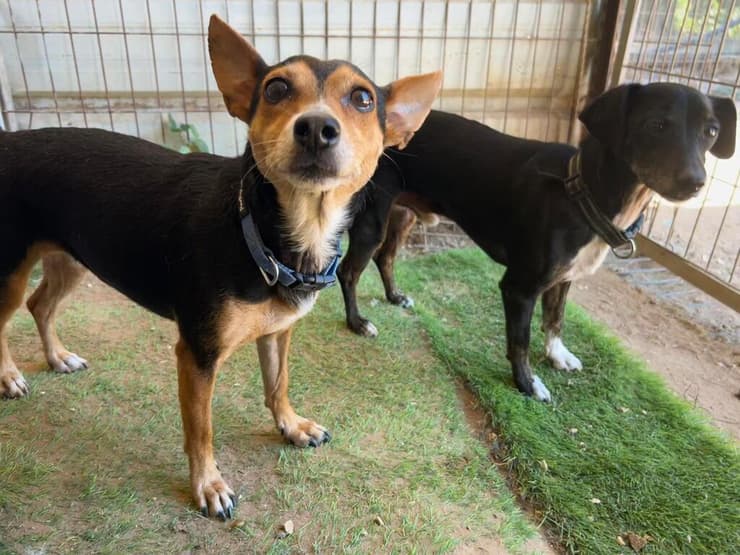 ללה ושניר (צילום: עמותת חבר למען הכלבים) ללה ושניר