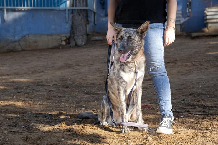 מקס (צילום: רבקה מזרחי) מקס
