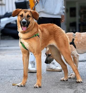 מאדי (צילום: צער בעלי חיים רמת גן והסביבה) מאדי
