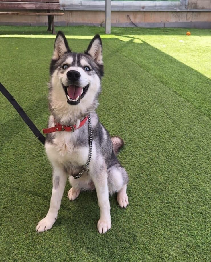 סאני (צילום: עמותת בשביל בעלי החיים) סאני