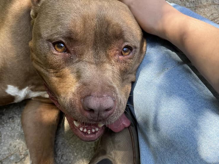 ג'ולי (צילום: רבקה מזרחי) ג'ולי