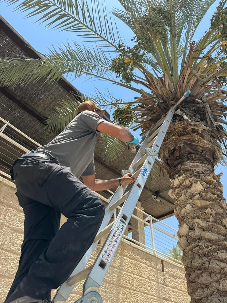 ההחזרה של הפרחון לקן