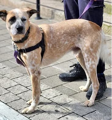 דאלי (צילום: אגודת צער בעלי חיים ברמת גן והסביבה) דאלי