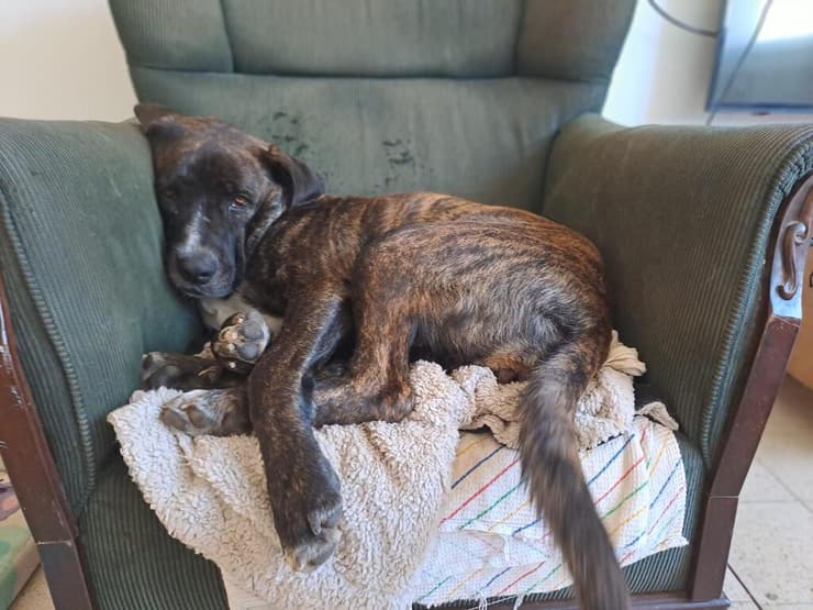 קרמה (צילום: עמותת ע.ט.ל.ף) קרמה