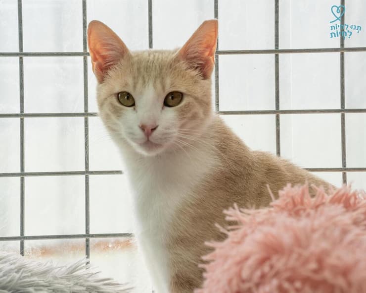 סודוך (צילום: תנו לחיות לחיות) סודוך