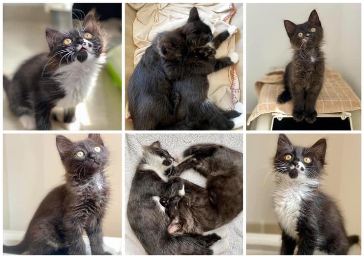 סול ולונה (צילום: כפר סבא ורעננה אוהבות חיות) סול ולונה