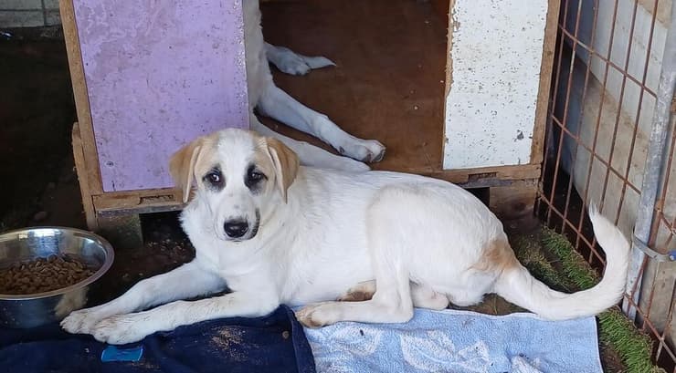 רייצ'ל (צילום: עמותת ע.ט.ל.ף) רייצ'ל