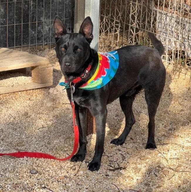 בלאק (צילום: גלבוע אוהבת חיות) בלאק